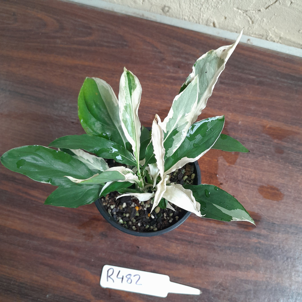 #R482 Spathiphyllum 'Monet'