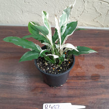 Load image into Gallery viewer, #R482 Spathiphyllum &#39;Monet&#39;