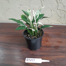 Load image into Gallery viewer, #R482 Spathiphyllum &#39;Monet&#39;