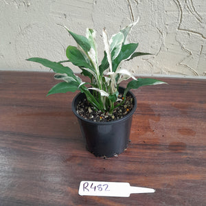 #R482 Spathiphyllum 'Monet'