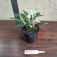 Load image into Gallery viewer, #R482 Spathiphyllum &#39;Monet&#39;