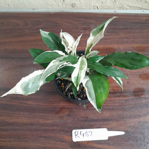 #R482 Spathiphyllum 'Monet'