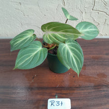 Load image into Gallery viewer, #R31 Philodendron Tinkle Bell