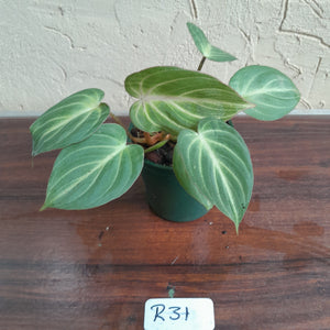 #R31 Philodendron Tinkle Bell