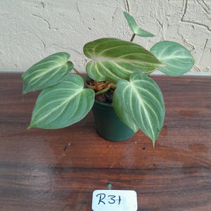 #R31 Philodendron Tinkle Bell