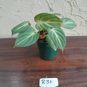 #R31 Philodendron Tinkle Bell