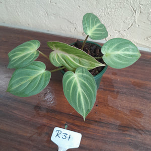 #R31 Philodendron Tinkle Bell