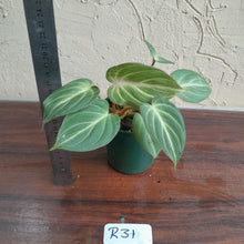 Load image into Gallery viewer, #R31 Philodendron Tinkle Bell