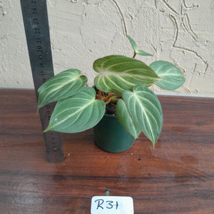 #R31 Philodendron Tinkle Bell