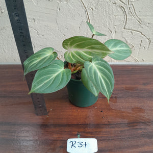 #R31 Philodendron Tinkle Bell