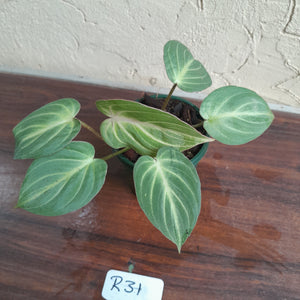 #R31 Philodendron Tinkle Bell