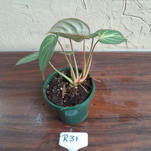 #R31 Philodendron Tinkle Bell