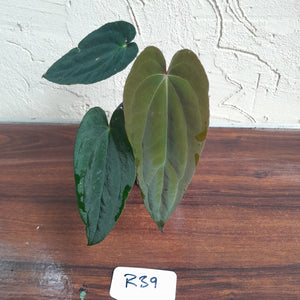 #R39 Two x Headed Anthurium Papillilaminum x