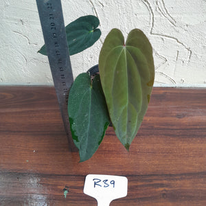 #R39 Two x Headed Anthurium Papillilaminum x