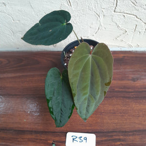 #R39 Two x Headed Anthurium Papillilaminum x