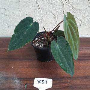 #R39 Two x Headed Anthurium Papillilaminum x