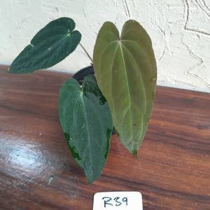 #R39 Two x Headed Anthurium Papillilaminum x