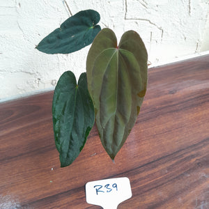 #R39 Two x Headed Anthurium Papillilaminum x