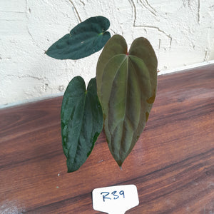 #R39 Two x Headed Anthurium Papillilaminum x