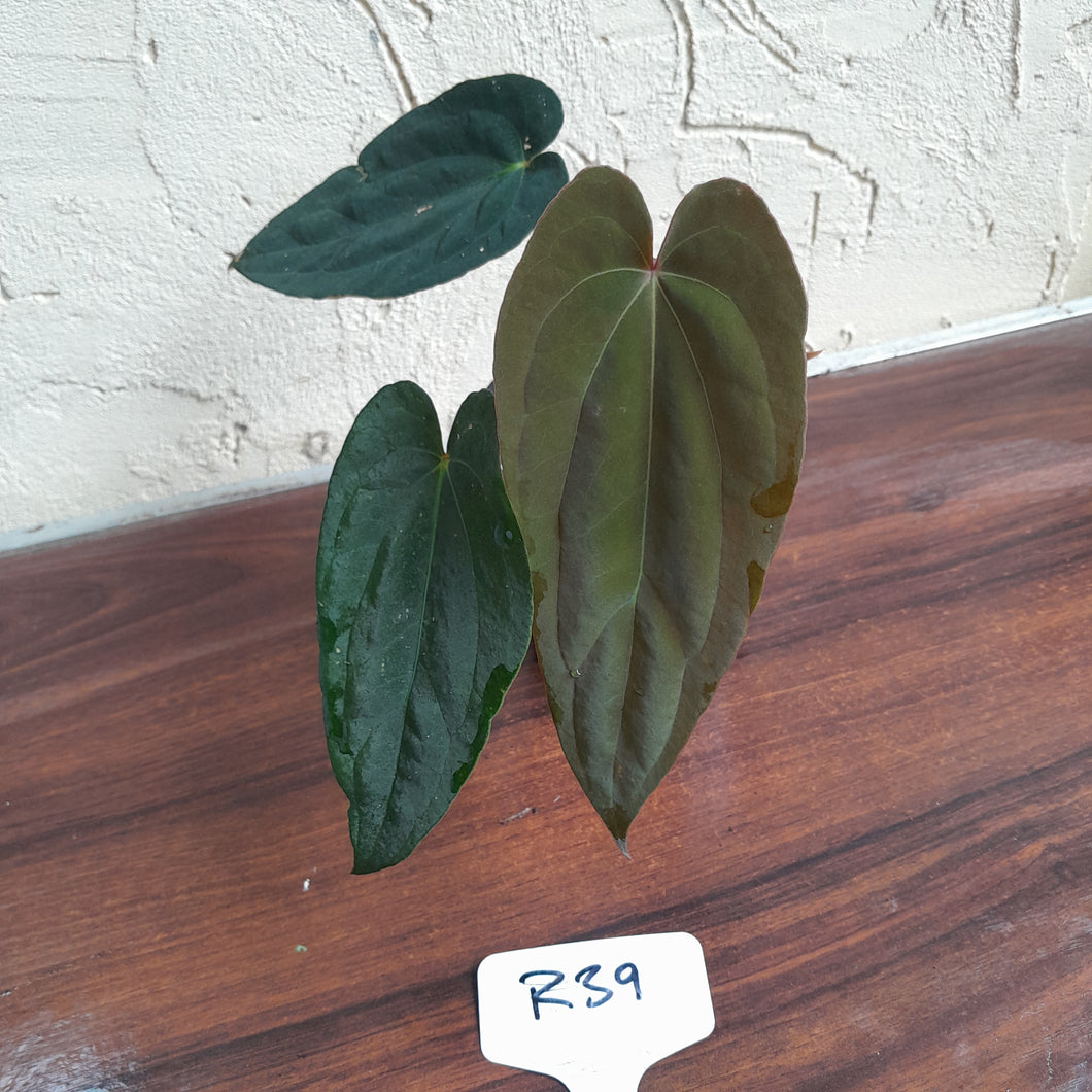 #R39 Two x Headed Anthurium Papillilaminum x