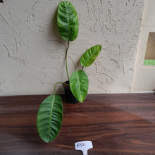 Load image into Gallery viewer, #R32 Philodendron Pulchrum