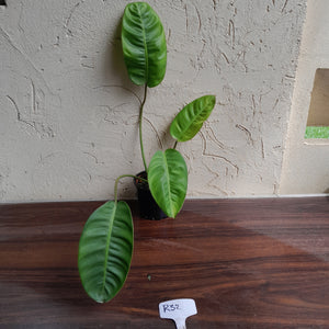 #R32 Philodendron Pulchrum