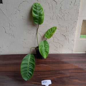 #R32 Philodendron Pulchrum