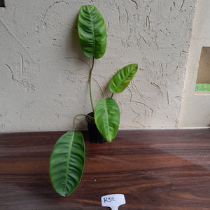 #R32 Philodendron Pulchrum