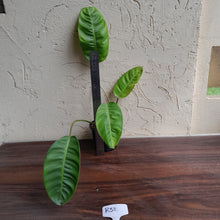 Load image into Gallery viewer, #R32 Philodendron Pulchrum