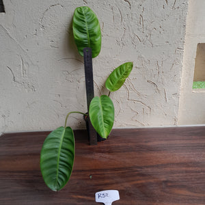 #R32 Philodendron Pulchrum