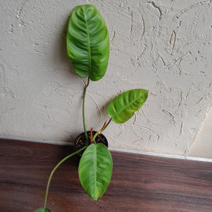 #R32 Philodendron Pulchrum