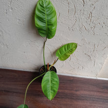 Load image into Gallery viewer, #R32 Philodendron Pulchrum