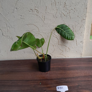 #R32 Philodendron Pulchrum