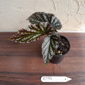 #R214 Begonia Unknown