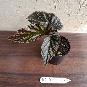 #R214 Begonia Unknown