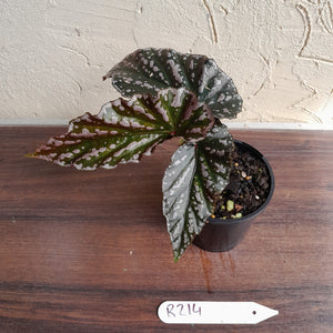 #R214 Begonia Unknown