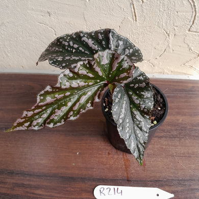 #R214 Begonia Unknown