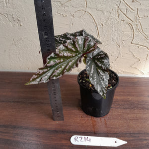 #R214 Begonia Unknown