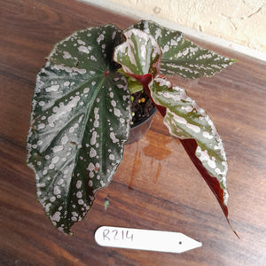 #R214 Begonia Unknown