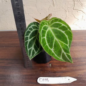 #D118 Multi-headed Anthurium Crystallinum x