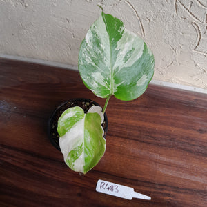 #R483 Variegated Monstera Borsigiana