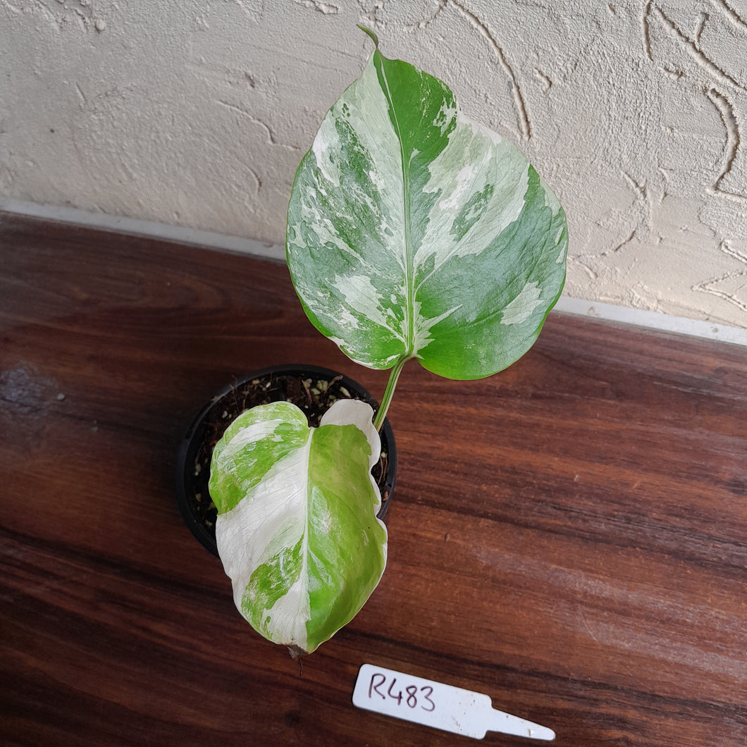 #R483 Variegated Monstera Borsigiana