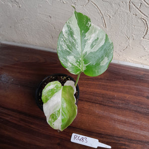 #R483 Variegated Monstera Borsigiana