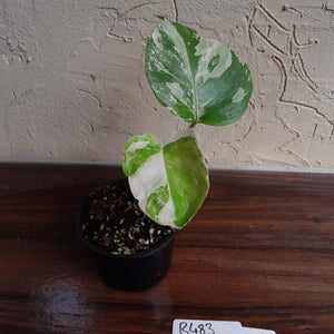 #R483 Variegated Monstera Borsigiana