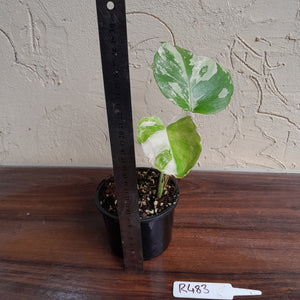 #R483 Variegated Monstera Borsigiana