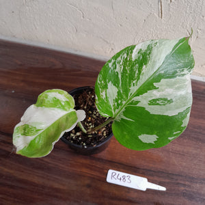 #R483 Variegated Monstera Borsigiana