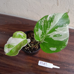 #R483 Variegated Monstera Borsigiana