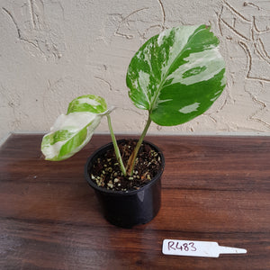 #R483 Variegated Monstera Borsigiana