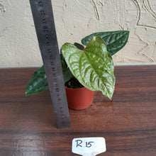 Load image into Gallery viewer, #R15 Anthurium Ochranthum x Luxurians