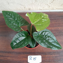 Load image into Gallery viewer, #R15 Anthurium Ochranthum x Luxurians